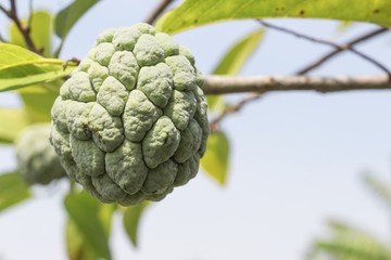  Custard apple raw agriculture on tree .