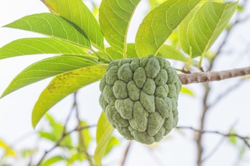  Custard apple. Close up Custard apple raw agriculture on trees.