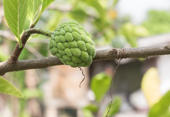  Custard apple raw agriculture on tree 