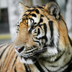 Bengal Tiger portrait