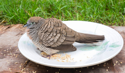 A bird on a plate