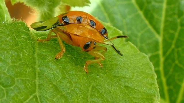 Tortoise beetle (Subfamily Cassidinae of family Chrysomelidae) on a leaf in the rainforest South of Thailand