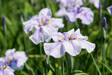 Fototapeta premium 花菖蒲