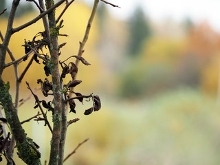 Autumn background. Dry branches