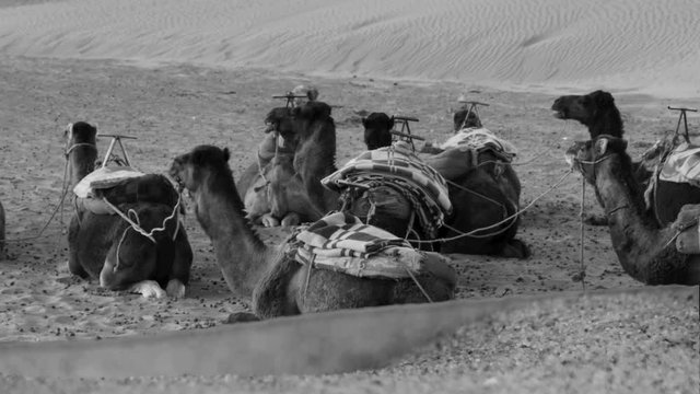 Monochrome camels appearance in desert after sand drifting. Filmed in morocco Sahara.
