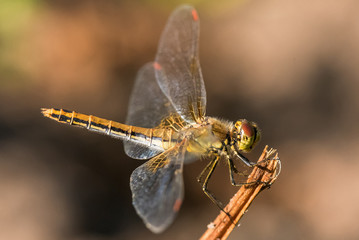 dragonfly insect branch