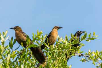 Clay-colored thrush birds and black crow perching on the top of green tree and staying alert