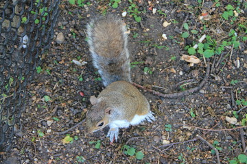 Single grey squirrel standing their ground