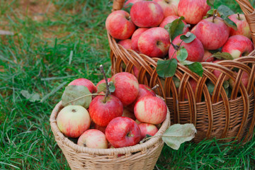 Baskets with apples harvest in fall garden