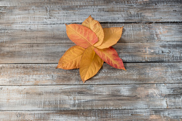 Naklejka na ściany i meble Autumn background. Autumn leaves over wooden background. Thanksg