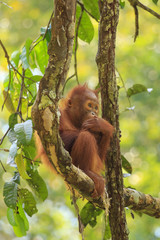 Orangutan - baby in rain forest tree