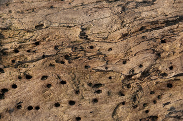 Treibholz als Naturstoff für Dekorationen.