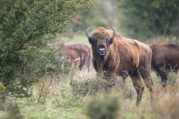 Bison bonasus - European bison - Milovice, Czech republic © Vera Kuttelvaserova