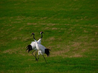 Japanese crane/Betsukai,Hokkaido