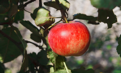 Red ripe apple on branch closeup of tree in garden
