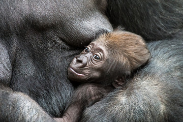 Naklejka premium Gorilla - Mutter mit Kind