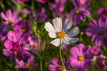 Obraz premium daisy flower white cosmos