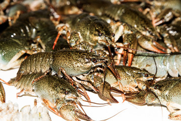 Alive crayfish isolated on white background, live crayfish closeup, fresh crayfish. Beer snacks, river crayfish.