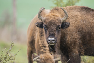 Bison bonasus - European bison - Milovice, Czech republic