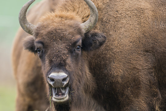 Bison bonasus - European bison - Milovice, Czech republic