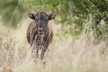 Bison bonasus - European bison - Milovice, Czech republic © Vera Kuttelvaserova