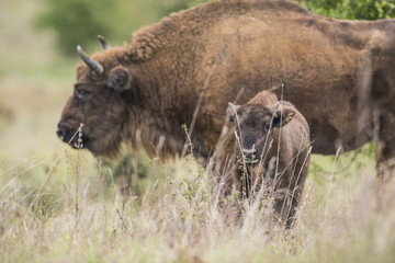 Bison bonasus - European bison - Milovice, Czech republic