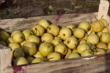 Fruit background. Still life with Fresh organic pears. Pear autu