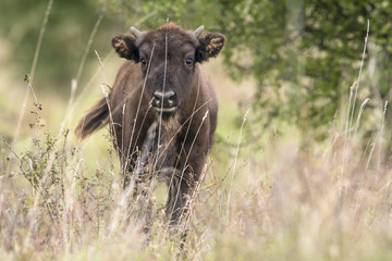 Bison bonasus - European bison - Milovice, Czech republic © Vera Kuttelvaserova