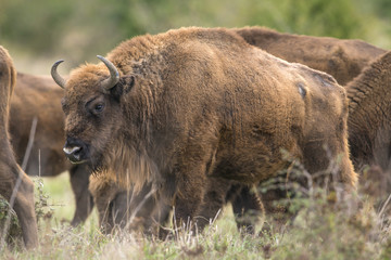 Bison bonasus - European bison - Milovice, Czech republic © Vera Kuttelvaserova