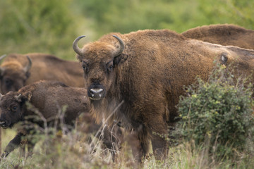 Bison bonasus - European bison - Milovice, Czech republic © Vera Kuttelvaserova