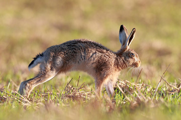 Brown Hare