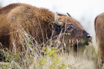 Bison bonasus - European bison - Milovice, Czech republic © Vera Kuttelvaserova