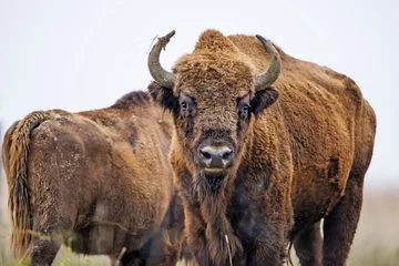 Deurstickers Bison bonasus - Europese bizon - Milovice, Tsjechië © Vera Kuttelvaserova