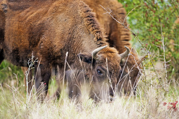 Bison bonasus - European bison - Milovice, Czech republic © Vera Kuttelvaserova