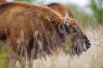 Bison bonasus - European bison - Milovice, Czech republic © Vera Kuttelvaserova
