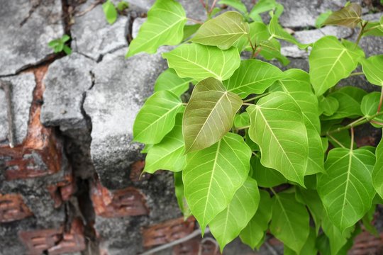 Bodhi  tree young (Ficus religiosa) Growing from the wall 