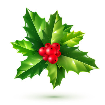 Realistic red holly berries and green leaves. Vector Christmas ornament isolated on white background.