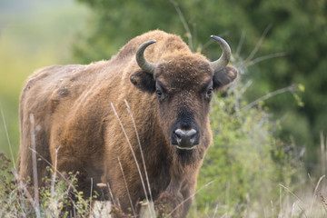 Bison bonasus - European bison - Milovice, Czech republic