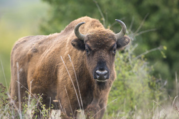 Naklejka na ściany i meble Bison bonasus - European bison - Milovice, Czech republic