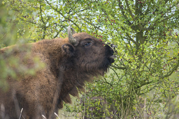 Bison bonasus - European bison - Milovice, Czech republic © Vera Kuttelvaserova