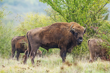 Bison bonasus - European bison - Milovice, Czech republic © Vera Kuttelvaserova