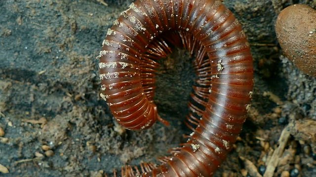 4K  millipede walks along a branch. In the rainforest 