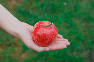 Hand with red ripe apple in garden