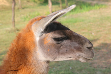 profile of the lama