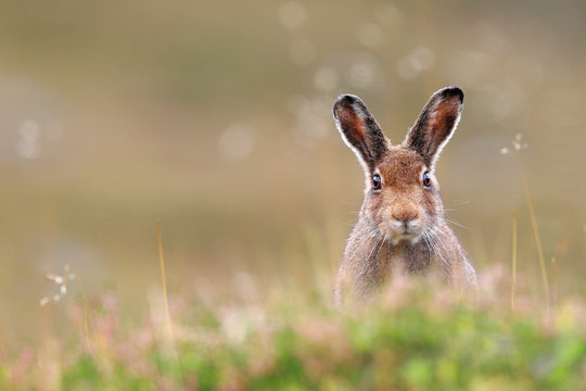 Mountain Hare portrait