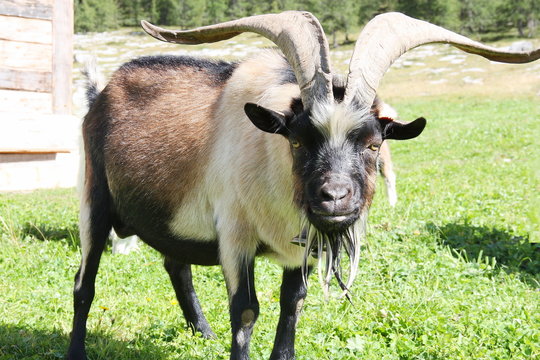 Horned billy goat looking threateningly