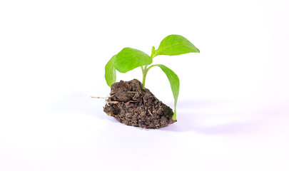 Seedlings on a white background.