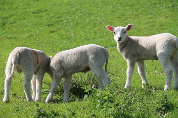 Obraz na płótnie Canvas Three lambs playing in a field