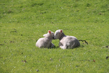 Naklejka premium Two lambs cuddling and being affectionate