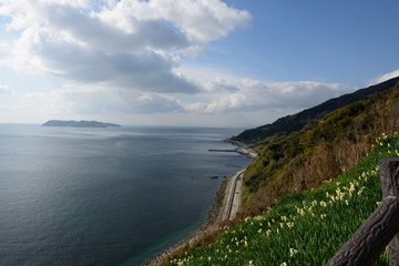 淡路島　灘黒岩水仙郷
